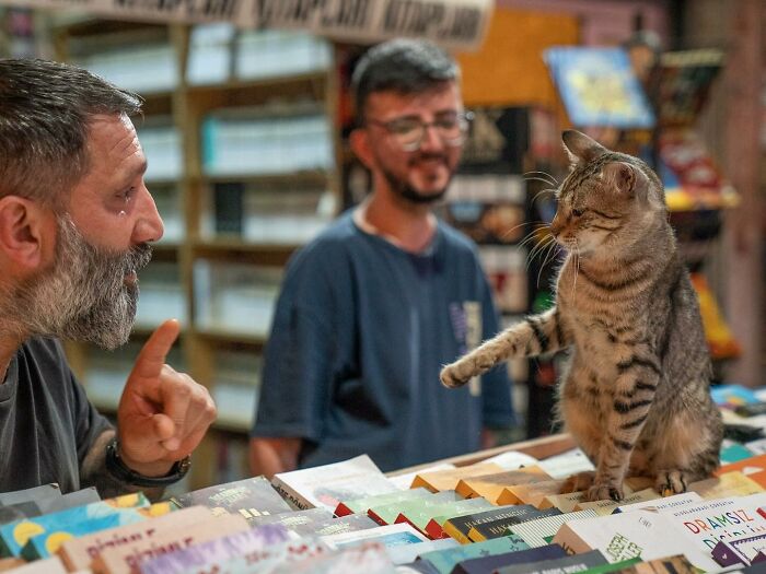 City Cats Of Istanbul: 30 Beautiful Moments Captured By Marcel Heijnen