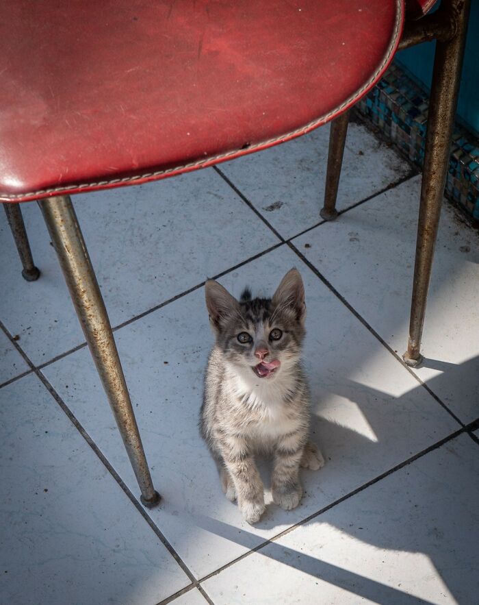 City Cats Of Istanbul: 30 Beautiful Moments Captured By Marcel Heijnen