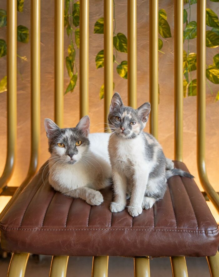 City Cats Of Istanbul: 30 Beautiful Moments Captured By Marcel Heijnen