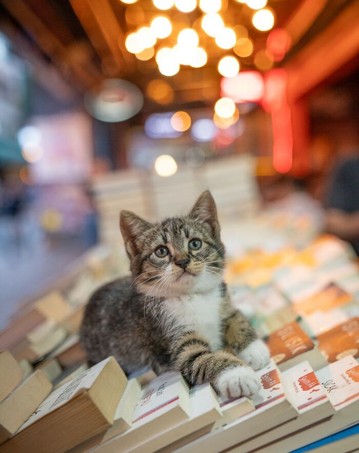 City Cats Of Istanbul: 30 Beautiful Moments Captured By Marcel Heijnen