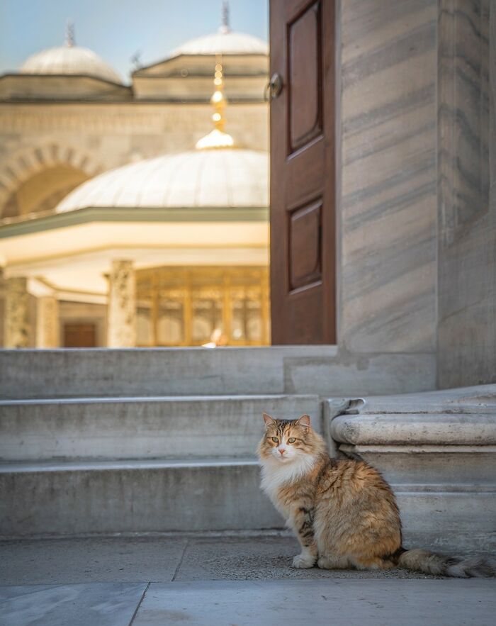 City Cats Of Istanbul: 30 Beautiful Moments Captured By Marcel Heijnen