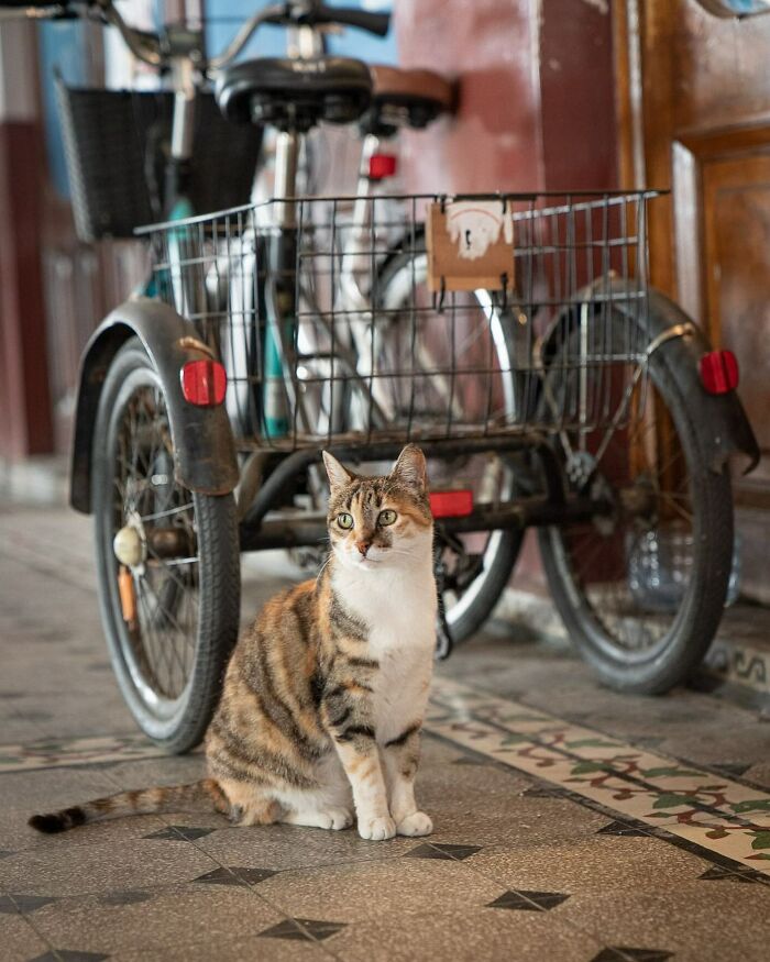 City Cats Of Istanbul: 30 Beautiful Moments Captured By Marcel Heijnen