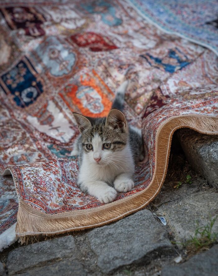 City Cats Of Istanbul: 30 Beautiful Moments Captured By Marcel Heijnen