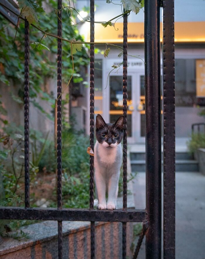 City Cats Of Istanbul: 30 Beautiful Moments Captured By Marcel Heijnen