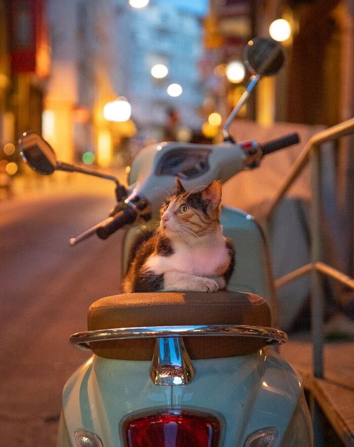 City Cats Of Istanbul: 30 Beautiful Moments Captured By Marcel Heijnen