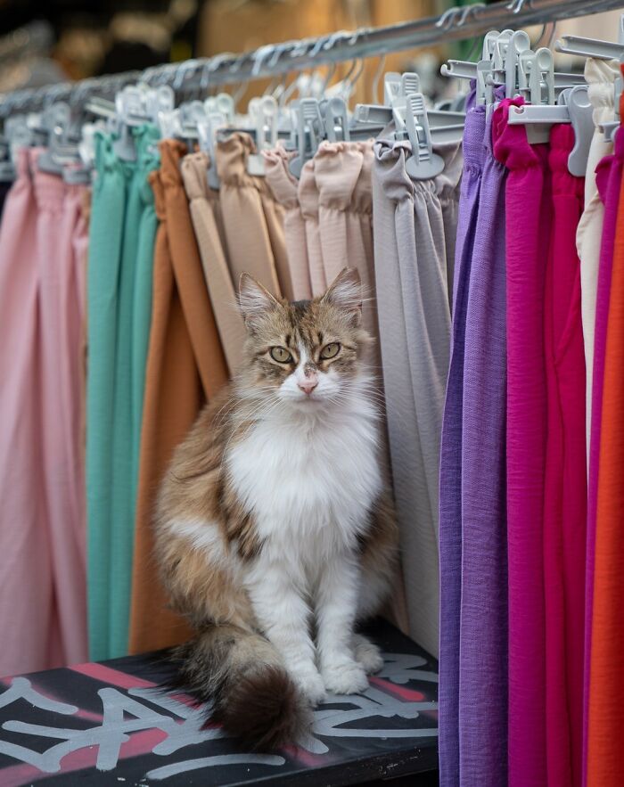 City Cats Of Istanbul: 30 Beautiful Moments Captured By Marcel Heijnen