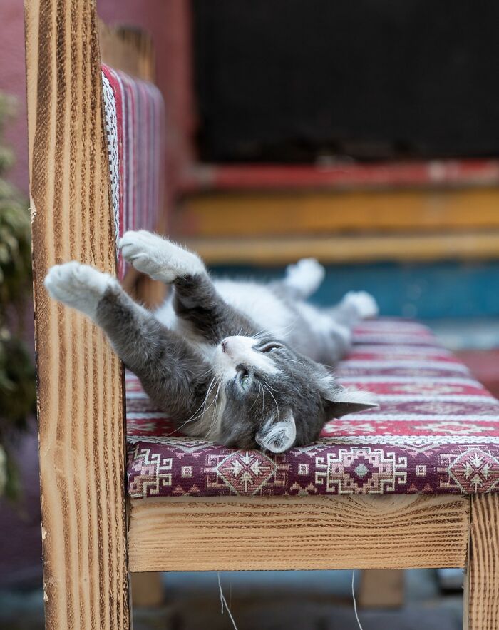City Cats Of Istanbul: 30 Beautiful Moments Captured By Marcel Heijnen