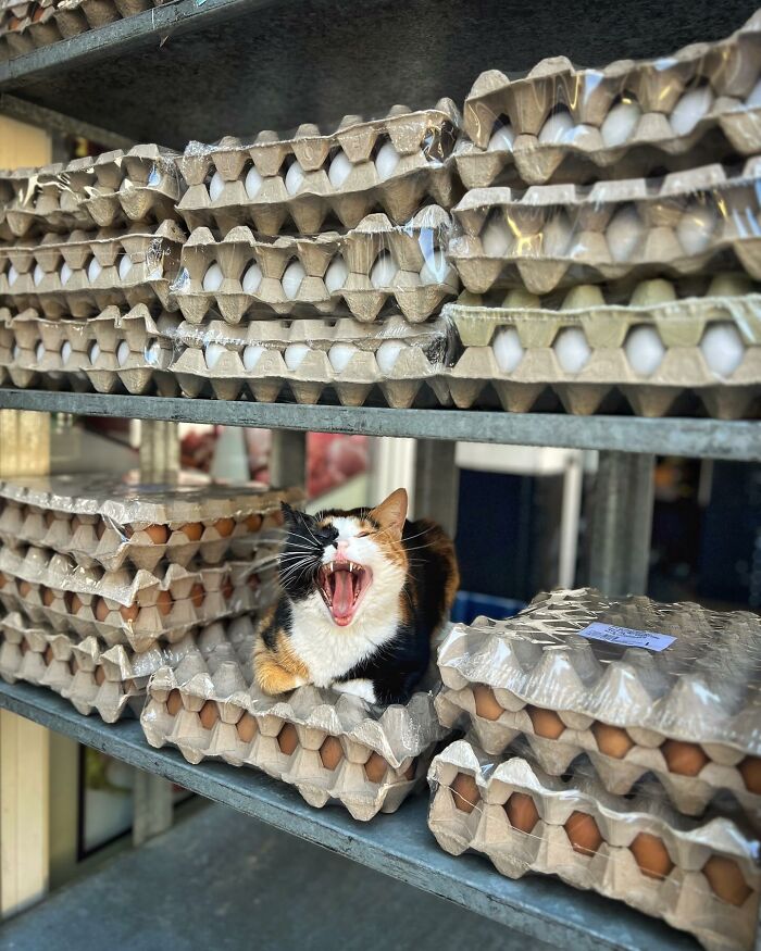 City Cats Of Istanbul: 30 Beautiful Moments Captured By Marcel Heijnen