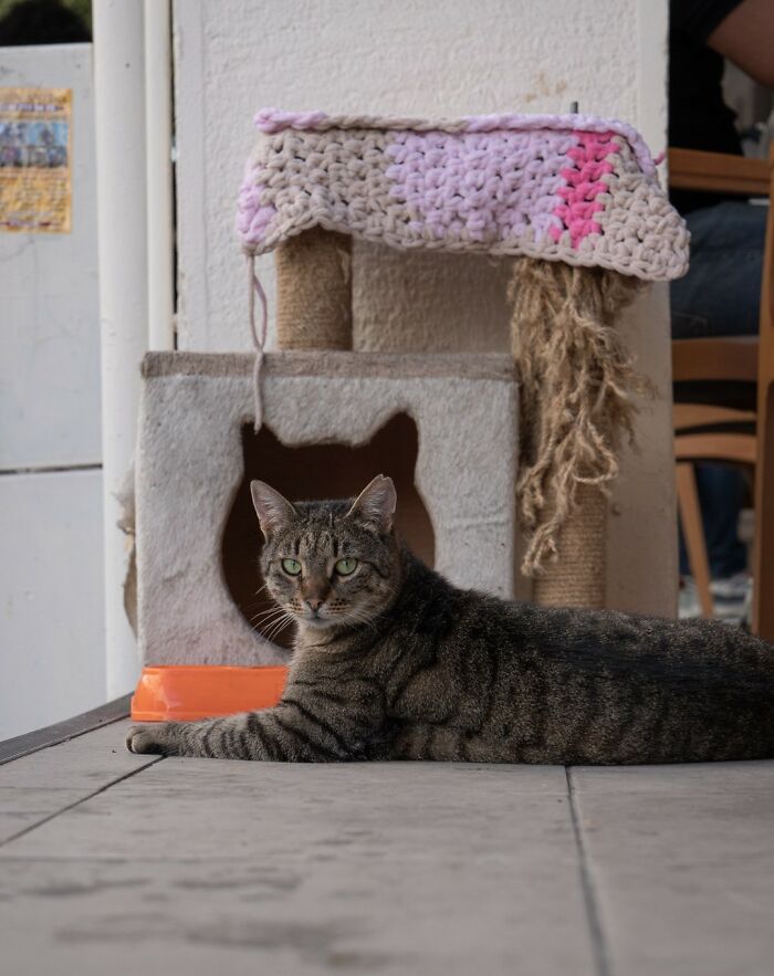 City Cats Of Istanbul: 30 Beautiful Moments Captured By Marcel Heijnen