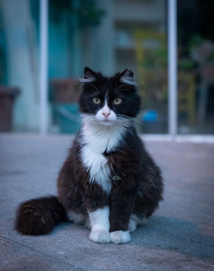 City Cats Of Istanbul: 30 Beautiful Moments Captured By Marcel Heijnen