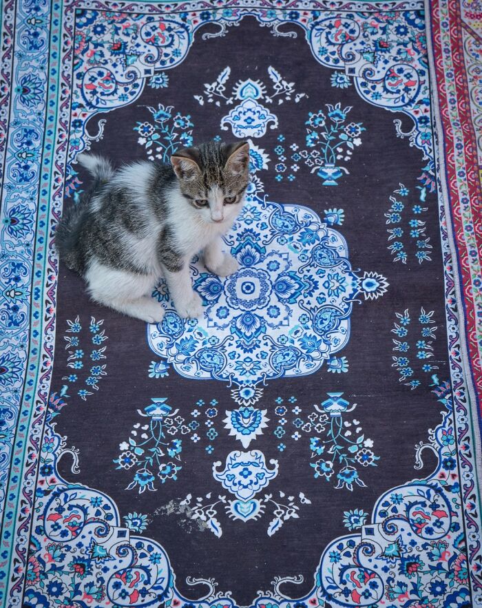 City Cats Of Istanbul: 30 Beautiful Moments Captured By Marcel Heijnen