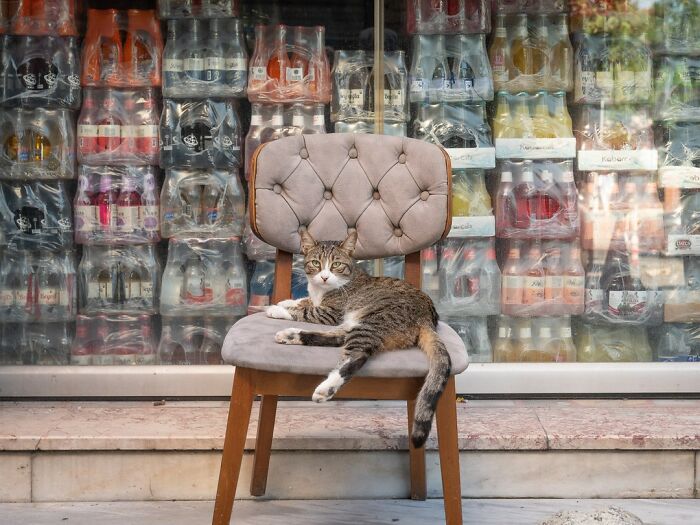 City Cats Of Istanbul: 30 Beautiful Moments Captured By Marcel Heijnen