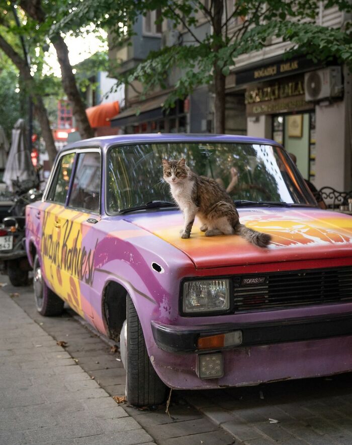 City Cats Of Istanbul: 30 Beautiful Moments Captured By Marcel Heijnen