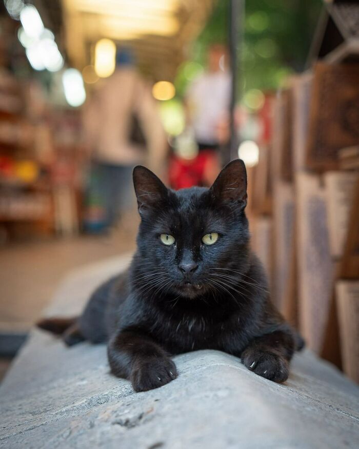 City Cats Of Istanbul: 30 Beautiful Moments Captured By Marcel Heijnen