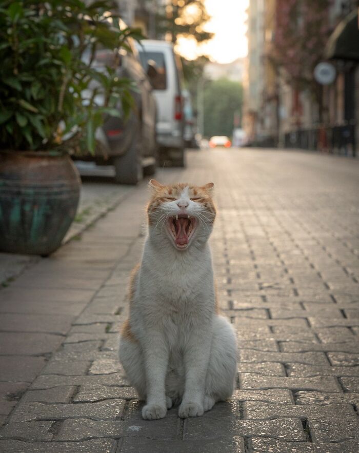 City Cats Of Istanbul: 30 Beautiful Moments Captured By Marcel Heijnen