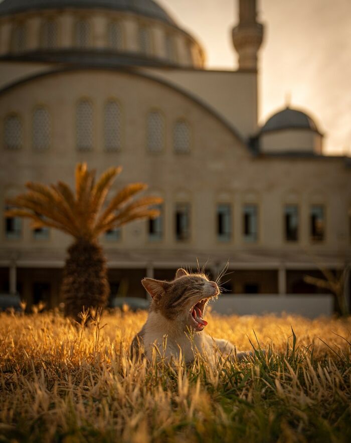 City Cats Of Istanbul: 30 Beautiful Moments Captured By Marcel Heijnen