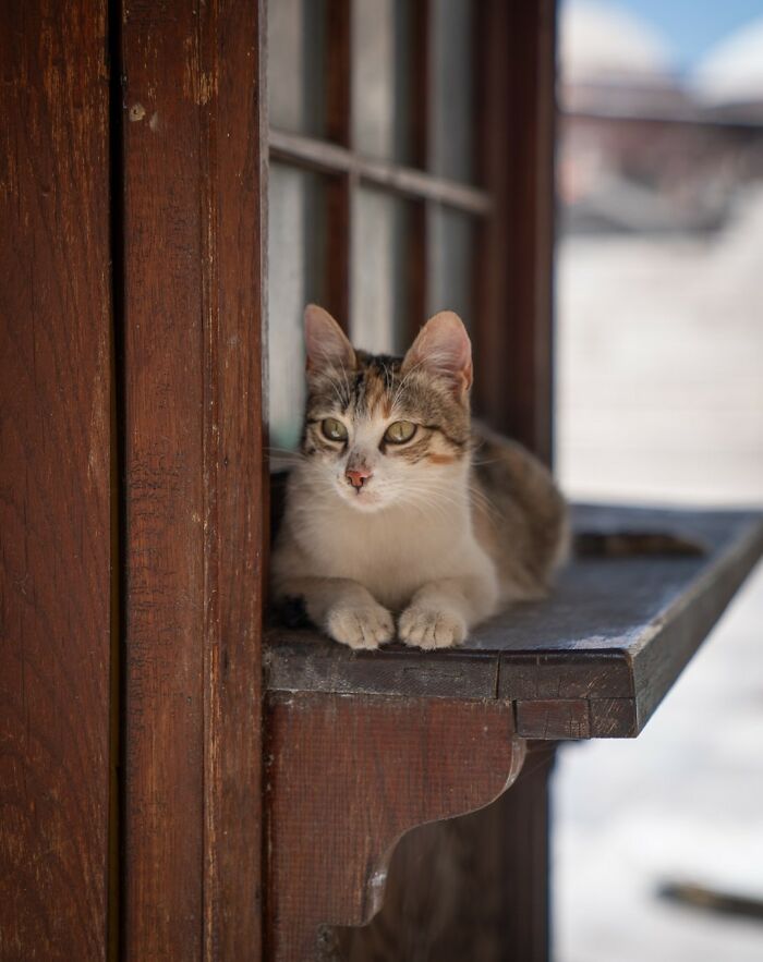 City Cats Of Istanbul: 30 Beautiful Moments Captured By Marcel Heijnen