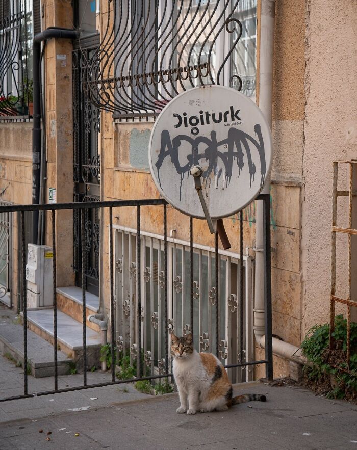 City Cats Of Istanbul: 30 Beautiful Moments Captured By Marcel Heijnen