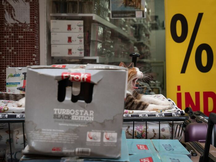 City Cats Of Istanbul: 30 Beautiful Moments Captured By Marcel Heijnen