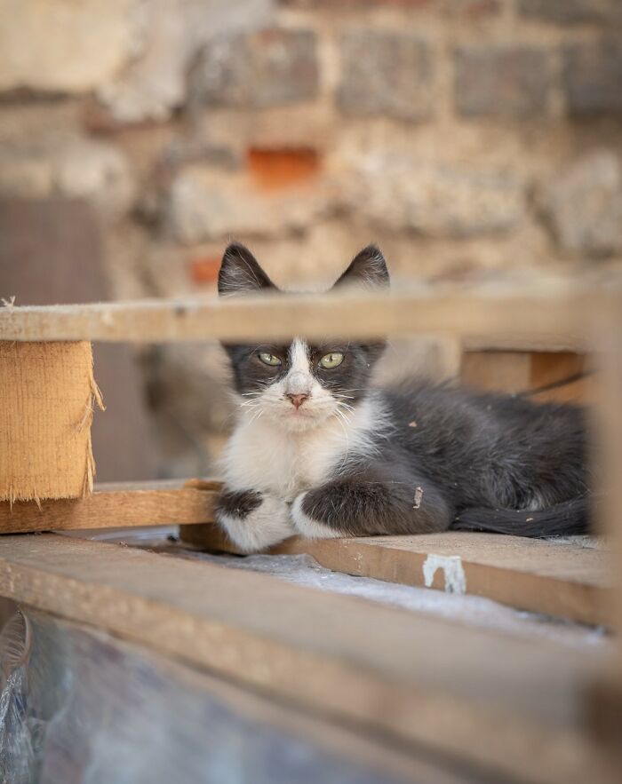 City Cats Of Istanbul: 30 Beautiful Moments Captured By Marcel Heijnen