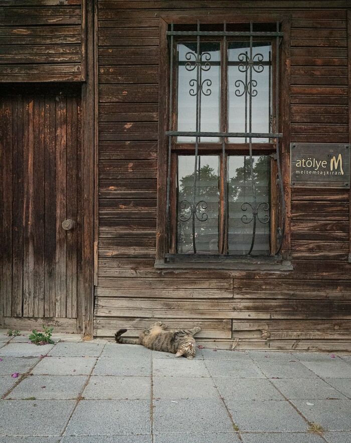 City Cats Of Istanbul: 30 Beautiful Moments Captured By Marcel Heijnen