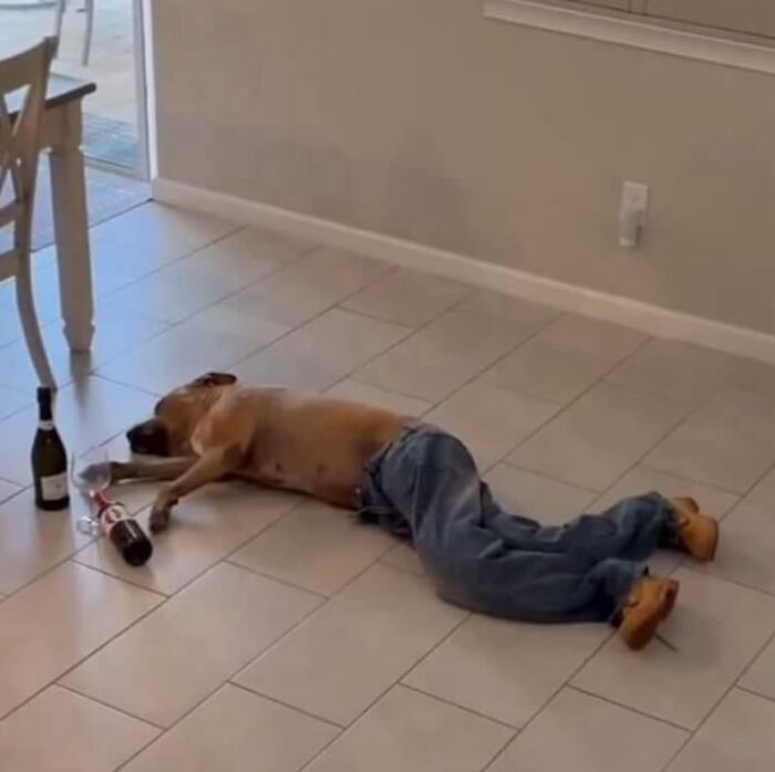 30 Hilariously Cute Images Of Cats And Dogs That Will Make Even The Grumpiest Person Smile