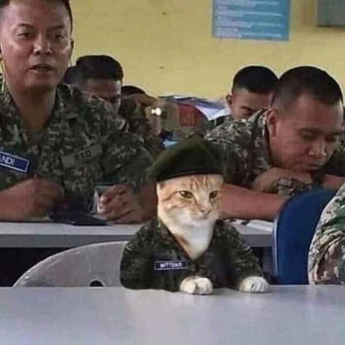 30 Hilariously Cute Images Of Cats And Dogs That Will Make Even The Grumpiest Person Smile