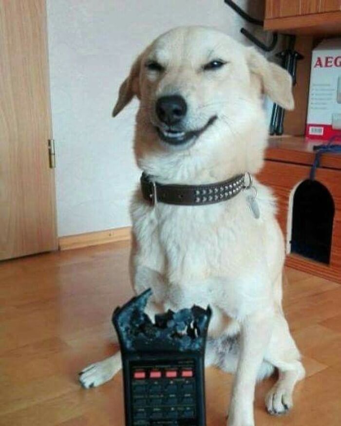 30 Hilariously Cute Images Of Cats And Dogs That Will Make Even The Grumpiest Person Smile