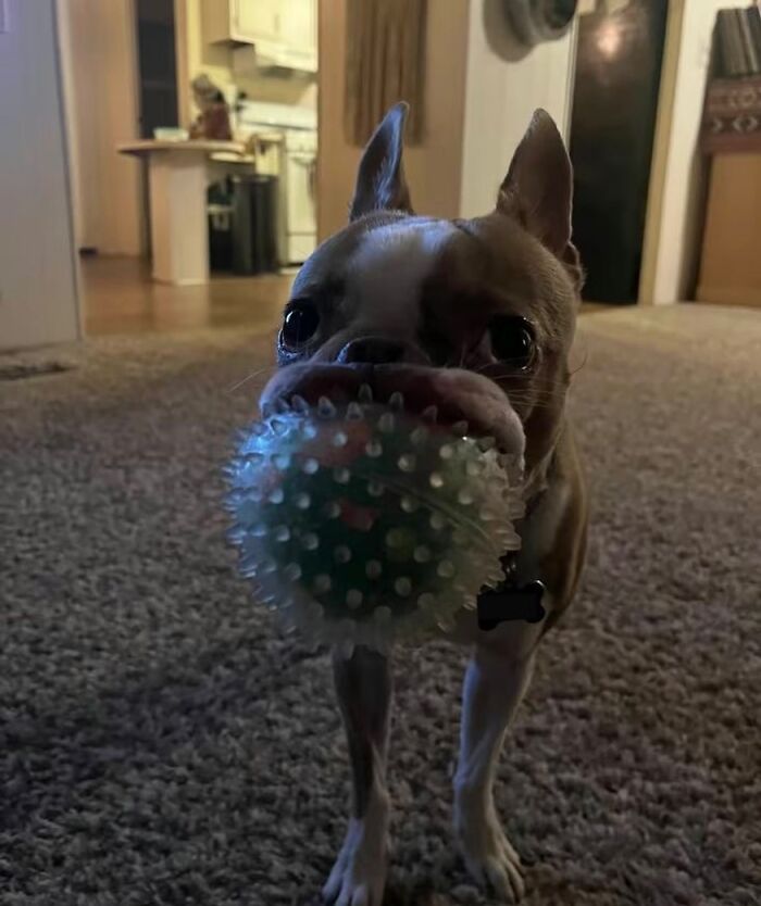 30 Hilariously Cute Images Of Cats And Dogs That Will Make Even The Grumpiest Person Smile