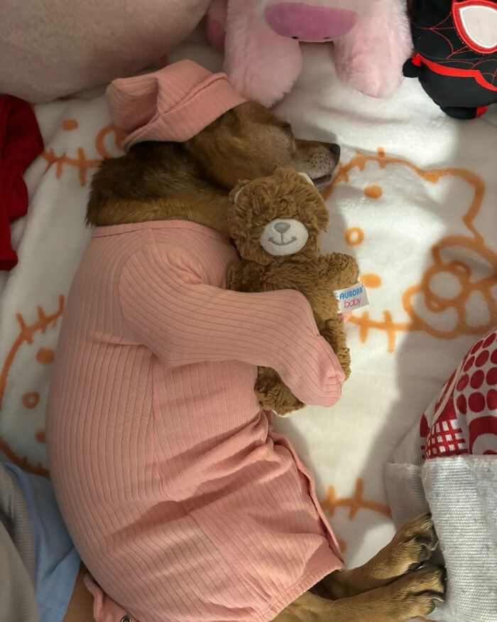 30 Hilariously Cute Images Of Cats And Dogs That Will Make Even The Grumpiest Person Smile
