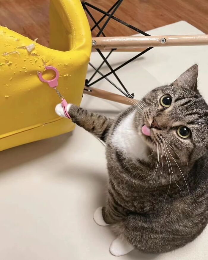 30 Hilariously Cute Images Of Cats And Dogs That Will Make Even The Grumpiest Person Smile