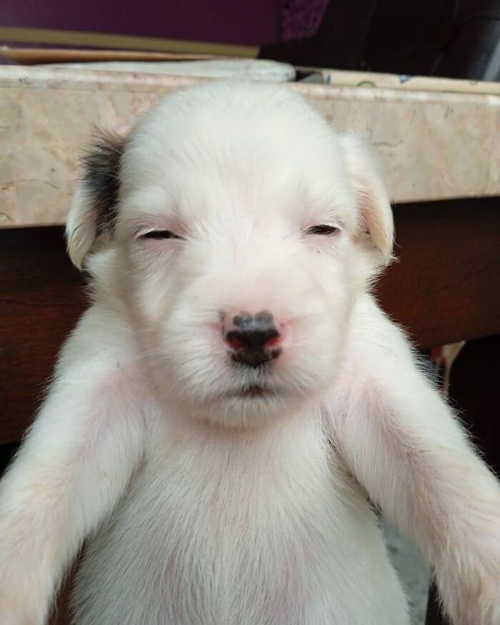 30 Hilariously Cute Images Of Cats And Dogs That Will Make Even The Grumpiest Person Smile