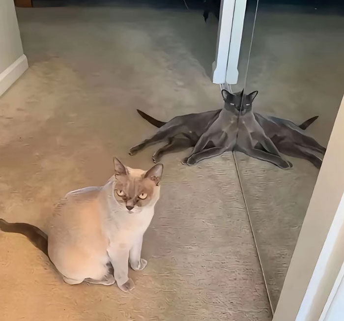 30 Hilariously Cute Images Of Cats And Dogs That Will Make Even The Grumpiest Person Smile