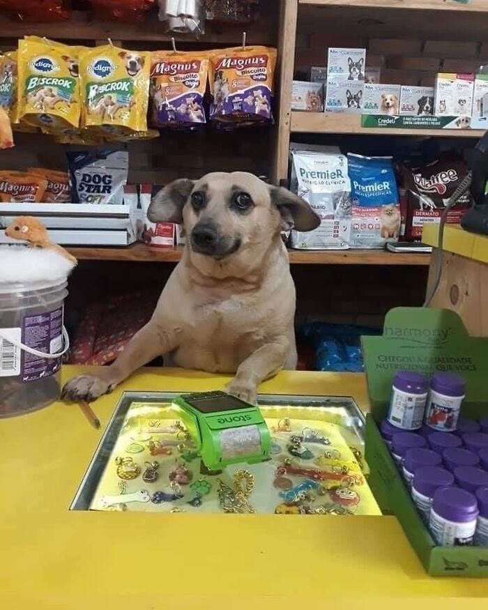 30 Hilariously Cute Images Of Cats And Dogs That Will Make Even The Grumpiest Person Smile