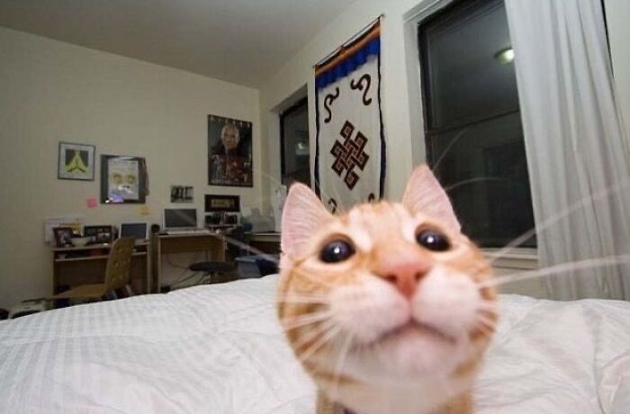 30 Hilariously Cute Images Of Cats And Dogs That Will Make Even The Grumpiest Person Smile