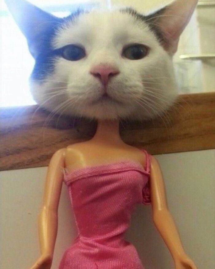 30 Hilariously Cute Images Of Cats And Dogs That Will Make Even The Grumpiest Person Smile