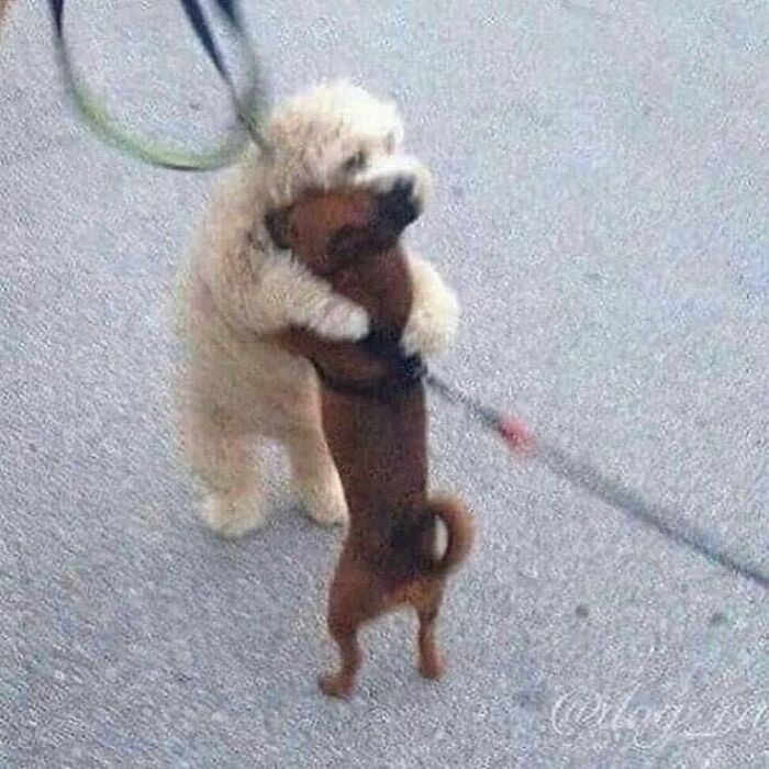 30 Hilariously Cute Images Of Cats And Dogs That Will Make Even The Grumpiest Person Smile