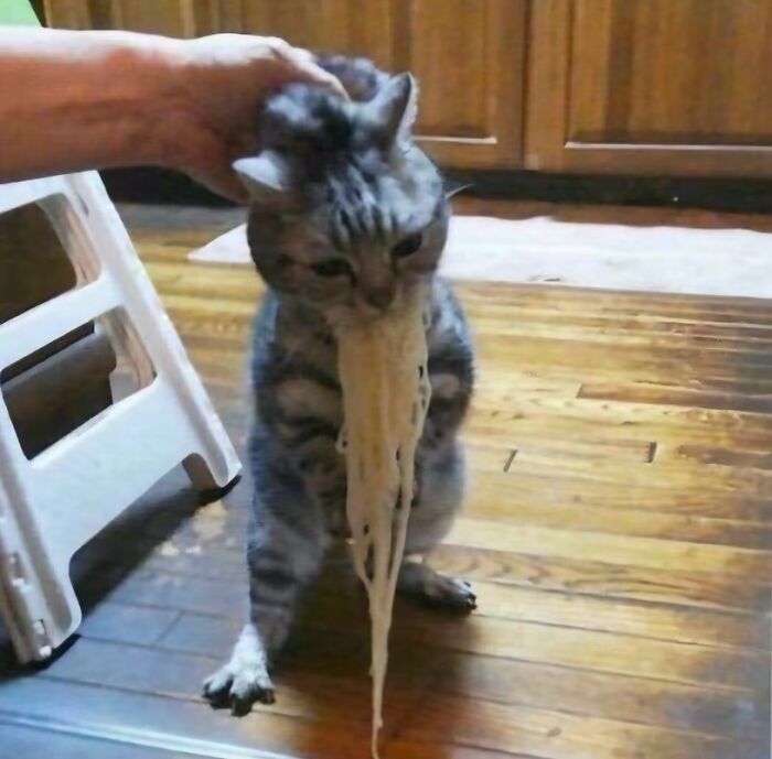 30 Hilariously Cute Images Of Cats And Dogs That Will Make Even The Grumpiest Person Smile