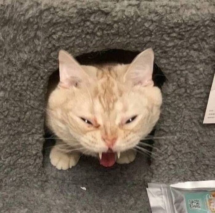 30 Hilariously Cute Images Of Cats And Dogs That Will Make Even The Grumpiest Person Smile