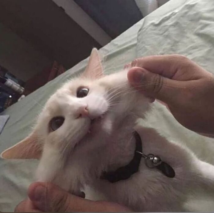 30 Hilariously Cute Images Of Cats And Dogs That Will Make Even The Grumpiest Person Smile