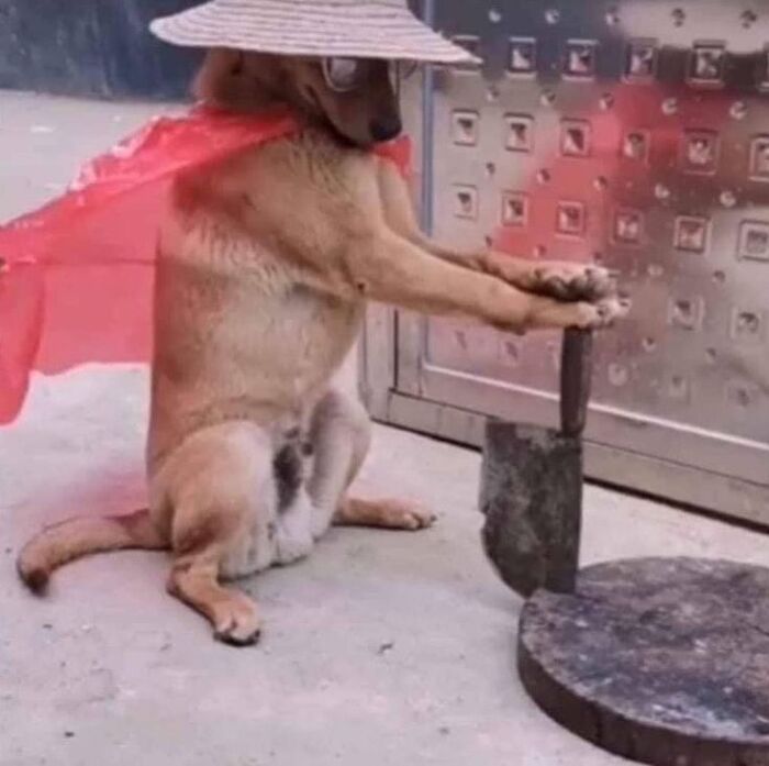 30 Hilariously Cute Images Of Cats And Dogs That Will Make Even The Grumpiest Person Smile