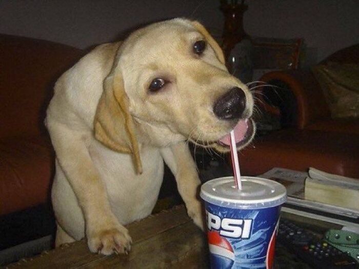 30 Hilariously Cute Images Of Cats And Dogs That Will Make Even The Grumpiest Person Smile