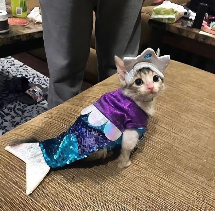 30 Hilariously Cute Images Of Cats And Dogs That Will Make Even The Grumpiest Person Smile