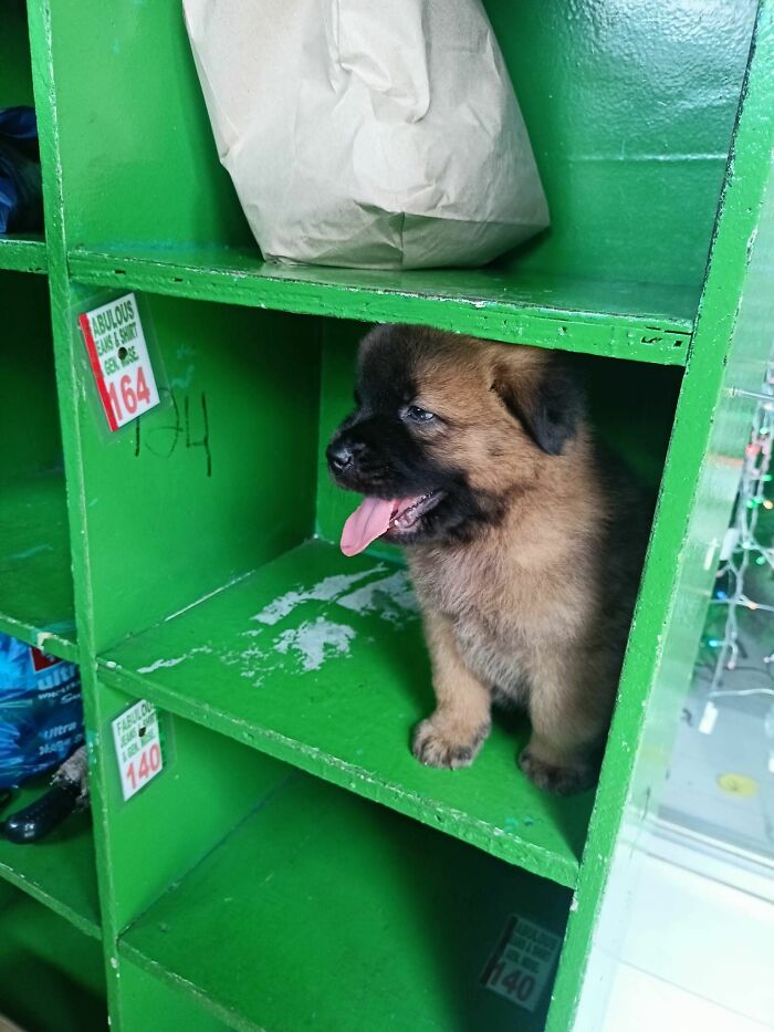 50 Times Animals Were So Randomly Funny, People Just Had To Take A Picture Of Them (New Pics)