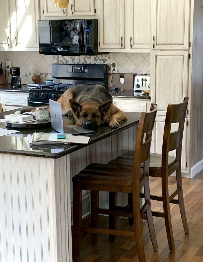 50 Dogs Who Clearly Think They’re Cats, And Honestly, No One Can Blame Them (New Pics)