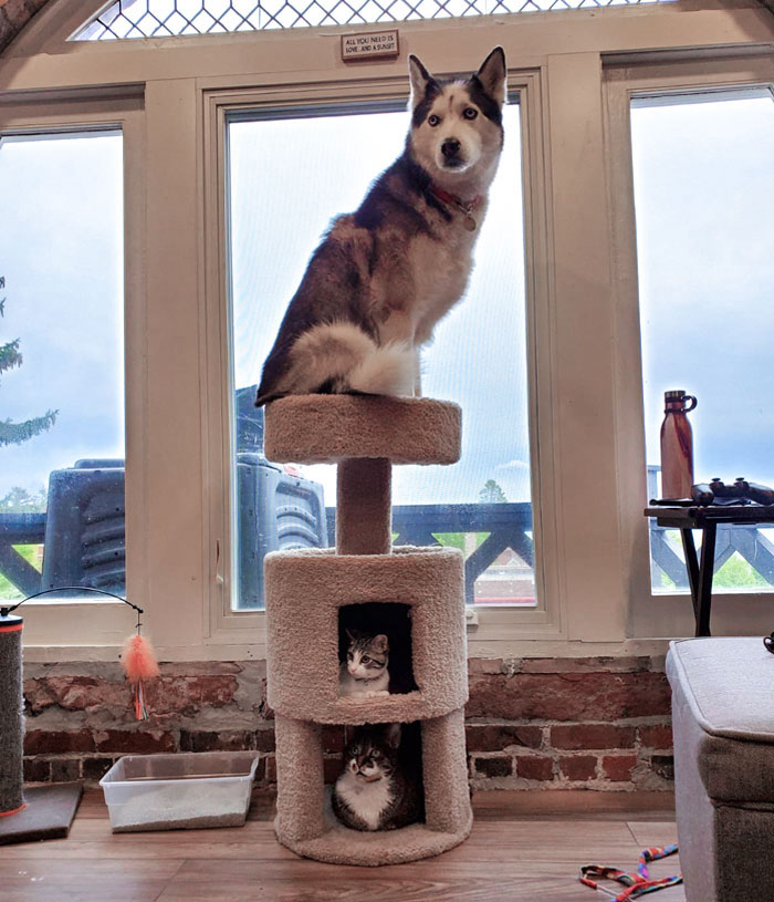 50 Dogs Who Clearly Think They’re Cats, And Honestly, No One Can Blame Them (New Pics)