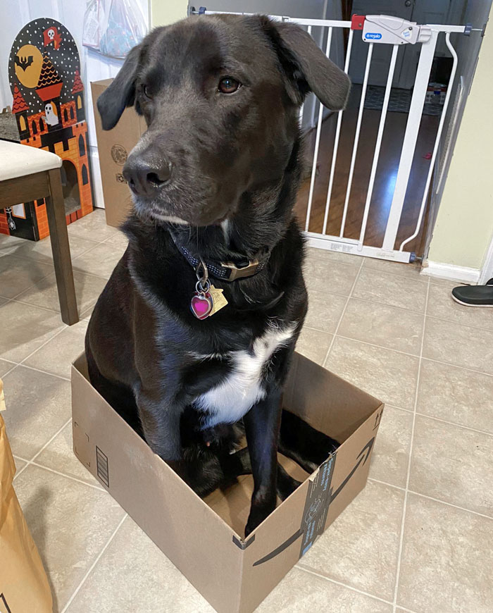 50 Dogs Who Clearly Think They’re Cats, And Honestly, No One Can Blame Them (New Pics)