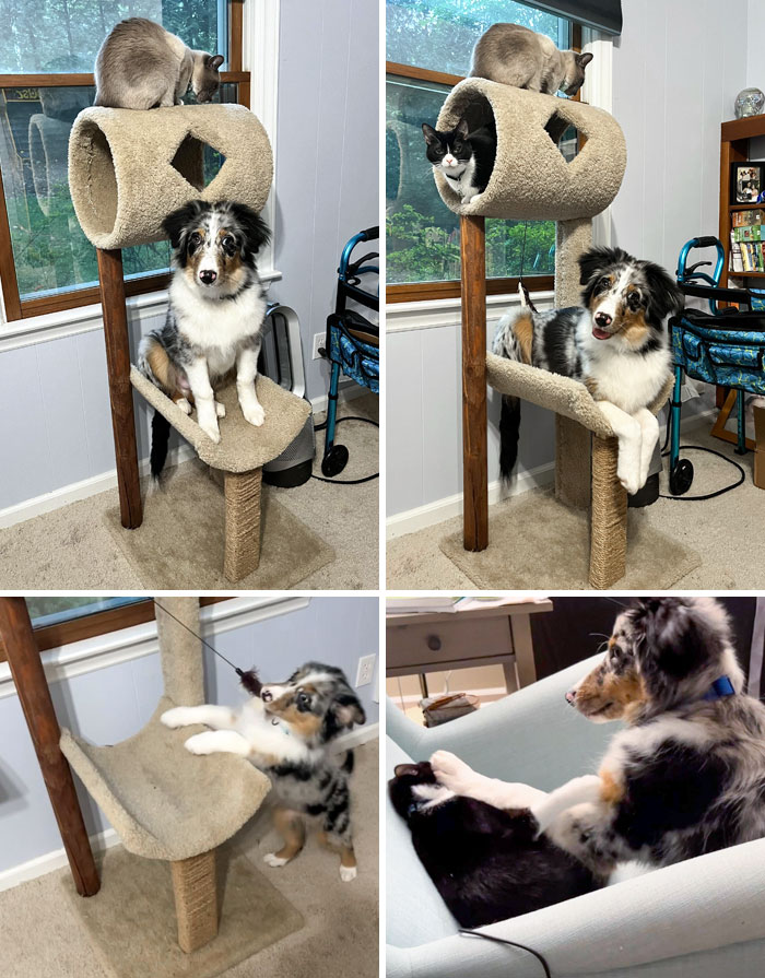50 Dogs Who Clearly Think They’re Cats, And Honestly, No One Can Blame Them (New Pics)