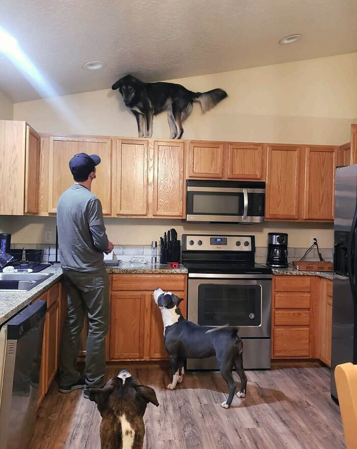 50 Dogs Who Clearly Think They’re Cats, And Honestly, No One Can Blame Them (New Pics)