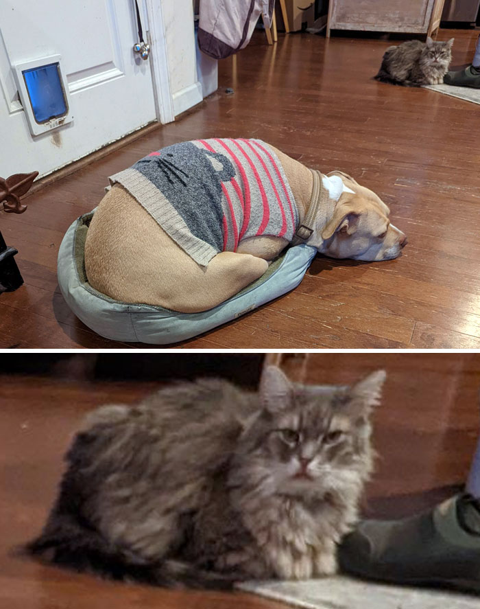 50 Dogs Who Clearly Think They’re Cats, And Honestly, No One Can Blame Them (New Pics)